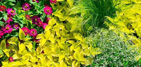 Wide Panoramic Picture Spring Flowers Flowerbed — Stock Photo, Image