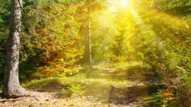 Güneş ışınları güzel sonbahar ormanlarını aydınlatır.