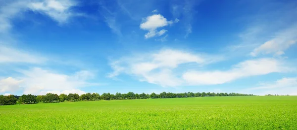 Świeże Pole Wiosennej Koniczyny Błękitne Niebo — Zdjęcie stockowe