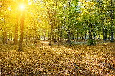 Sarı yaprakları dökülmüş sonbahar parkı.