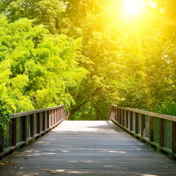 Vecchio Ponte Legno Nella Foresta — Foto Stock