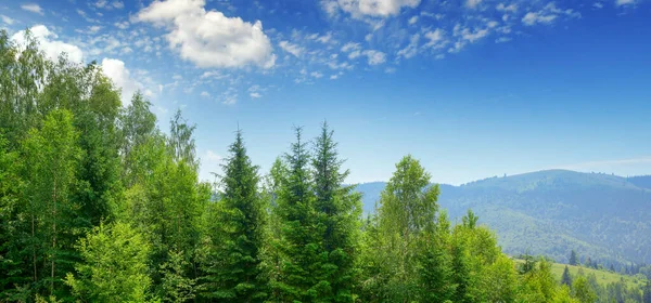 Evergreen Fir Trees Mountains Blue Sky — Stock Photo, Image