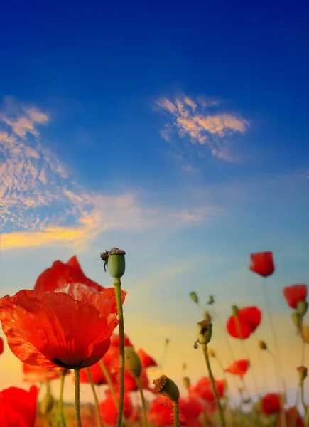 Campo Amapola Hierba Verde Amanecer Brillante Cielo Azul —  Fotos de Stock