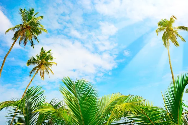 Palmeira Coco Céu Azul Com Luz Solar Brilhante Fundo Tropical — Fotografia de Stock