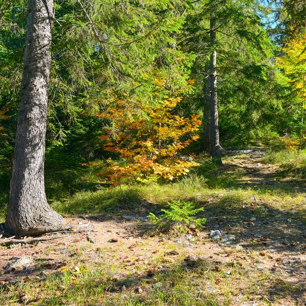 Parlak Sonbahar Ormanlarında Kozalaklı Yapraklı Ağaçlar — Stok fotoğraf