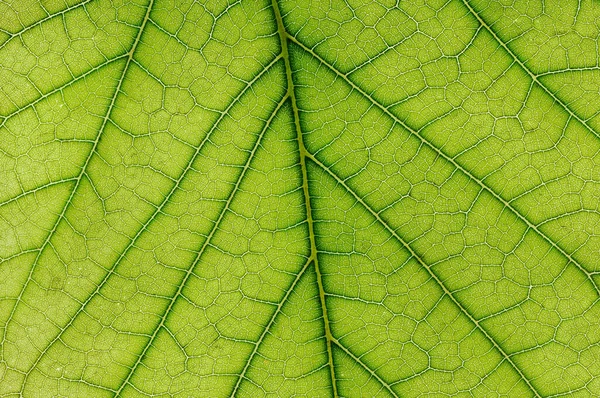 Fondo Hoja Verde Fresca — Foto de Stock