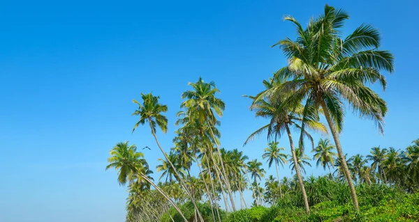 Tall Coconut Palm Trees Blue Sky — Stock Photo, Image