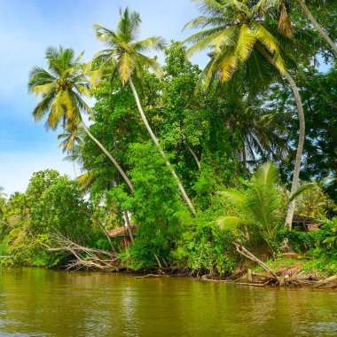 Tropik göl kıyısındaki orman