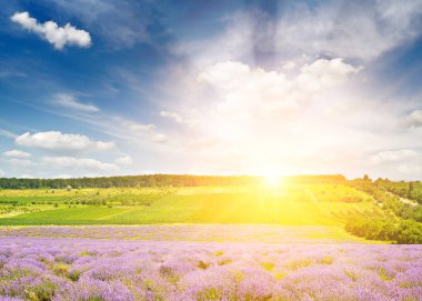 Lavanta tarlasında parlayan parlak güneşle muhteşem bir gün doğumu..