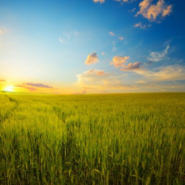Buğday tarlasında parlak destansı şafak.