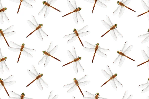 Photo Stylized Dragonfly Isolated White Seamless Pattern Repeating Texture — Stock Photo, Image