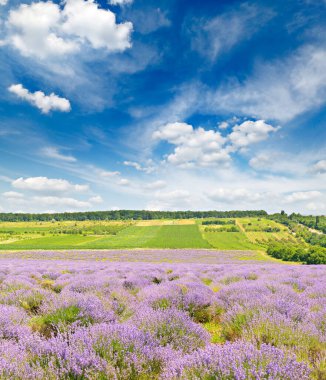 Yaz lavanta tarlası ve beyaz bulutlu mavi gökyüzü