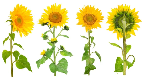 Colección Flores Girasol Diferentes Ángulos Aislados Sobre Fondo Blanco — Foto de Stock