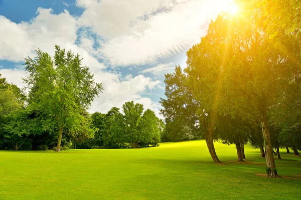 Rayons Soleil Lumineux Dans Magnifique Parc Été — Photo