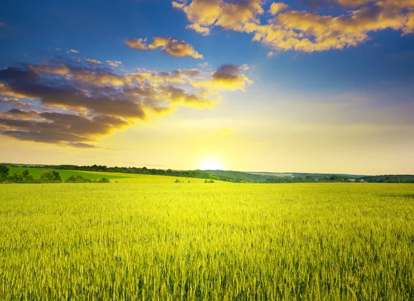 熟した夏の小麦畑の上に雲と雄大な夜明けと青空 ストックフォト