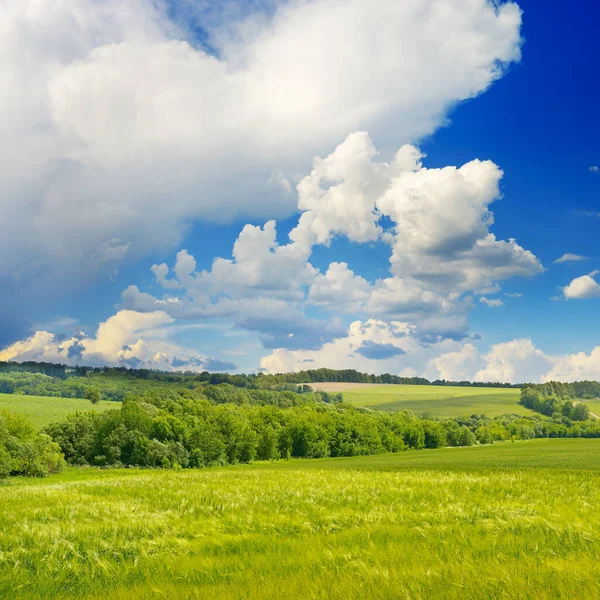 Weizenfeld Und Schöner Blauer Himmel — Stockfoto