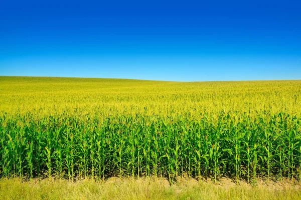 Jasné Kukuřičné Pole Zralými Ušima Kukuřice Jasnou Modrou Oblohou — Stock fotografie