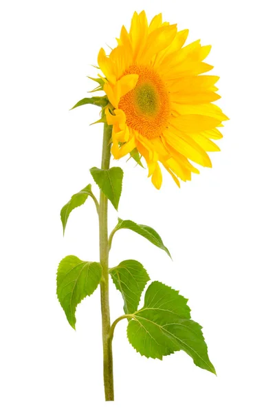 Flor Girasol Con Hojas Verdes Aisladas Sobre Fondo Blanco — Foto de Stock