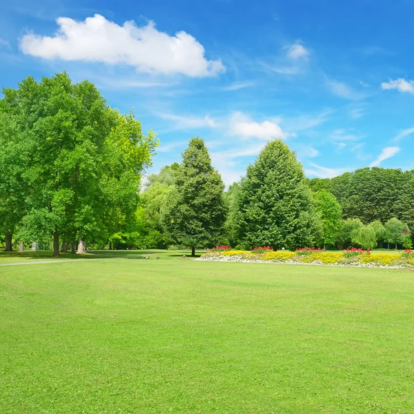 Vacker äng i parken — Stockfoto