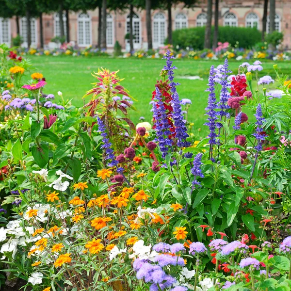 Blossoming flowerbeds in the park — Stock Photo, Image