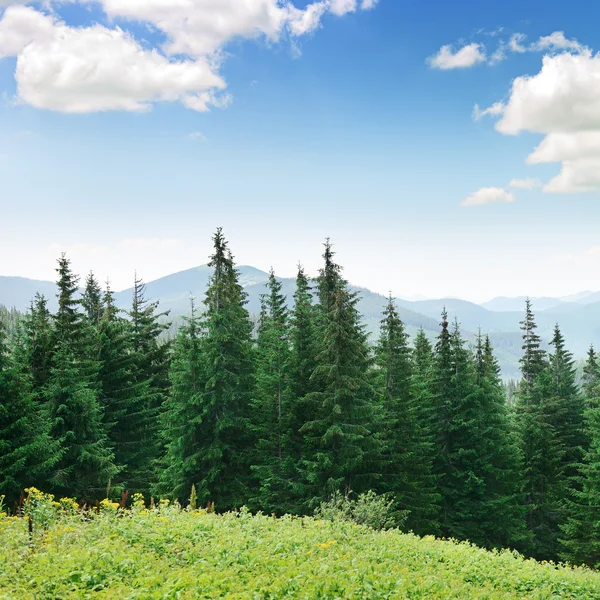 Schöne Kiefern — Stockfoto