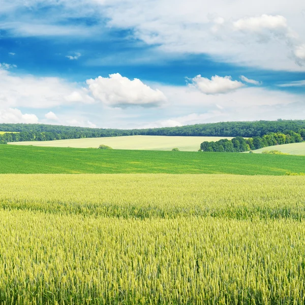 Campo di grano e cielo blu — Foto Stock