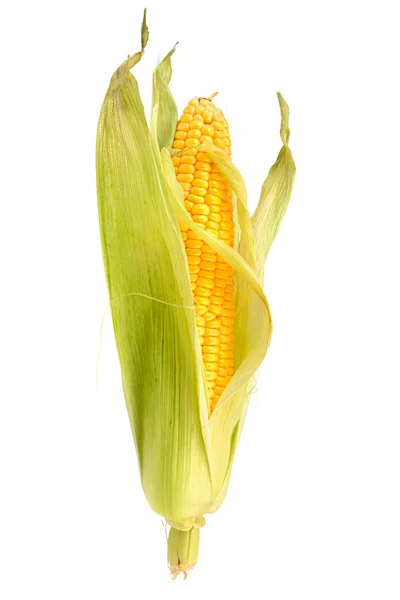 Maïs sur l'épi — Photo