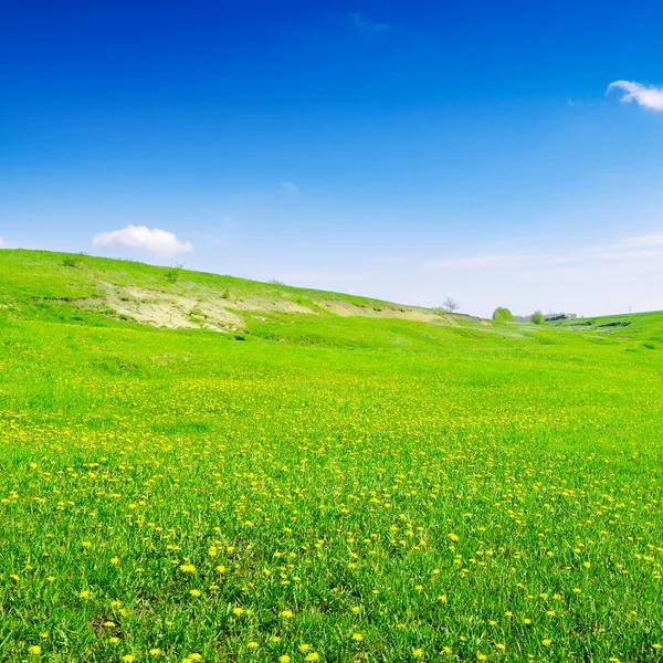 Блакитне небо і зелене поле — стокове фото
