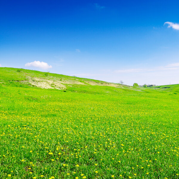 blue sky and green field    