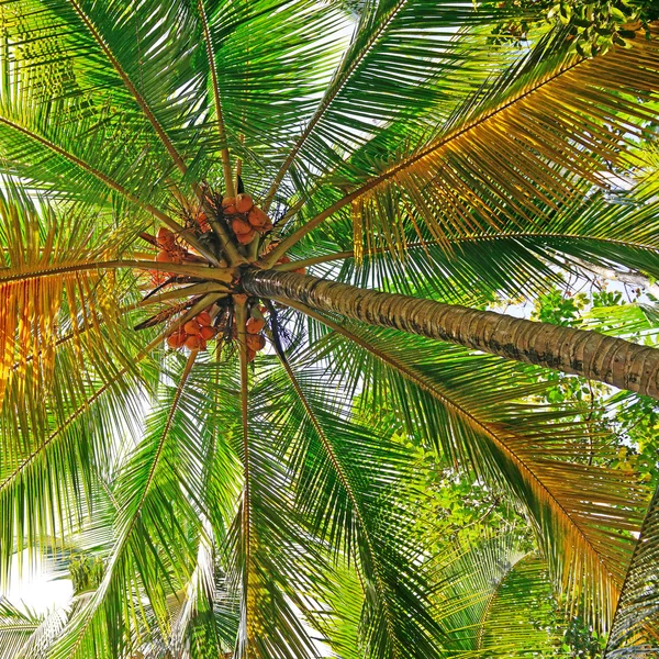Kokosnussbaum Hintergrund — Stockfoto