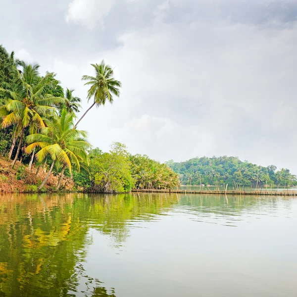 Tropische jungle op het meer — Stockfoto