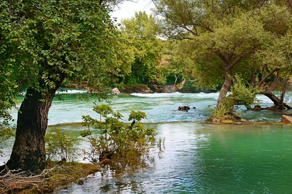 Albero sulla riva — Foto Stock