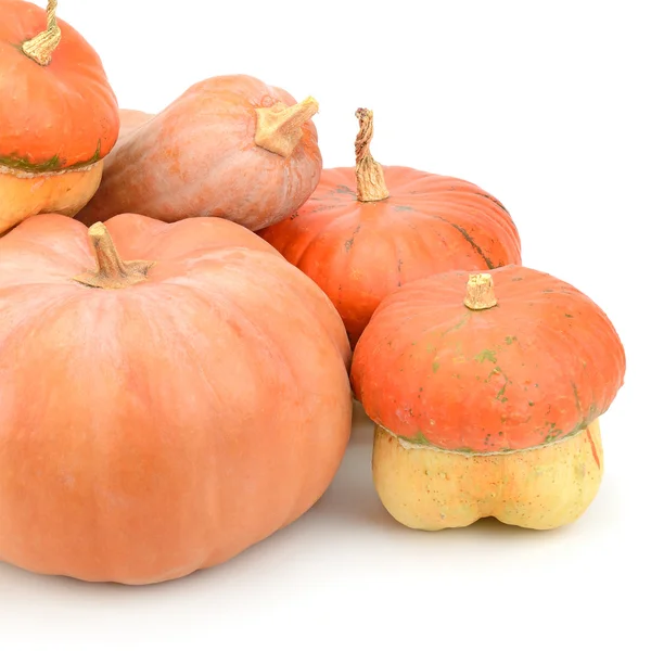 Collection pumpkin — Stock Photo, Image