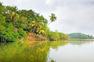 Gölde tropikal orman