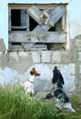 İki köpek bir kedi kovalamak