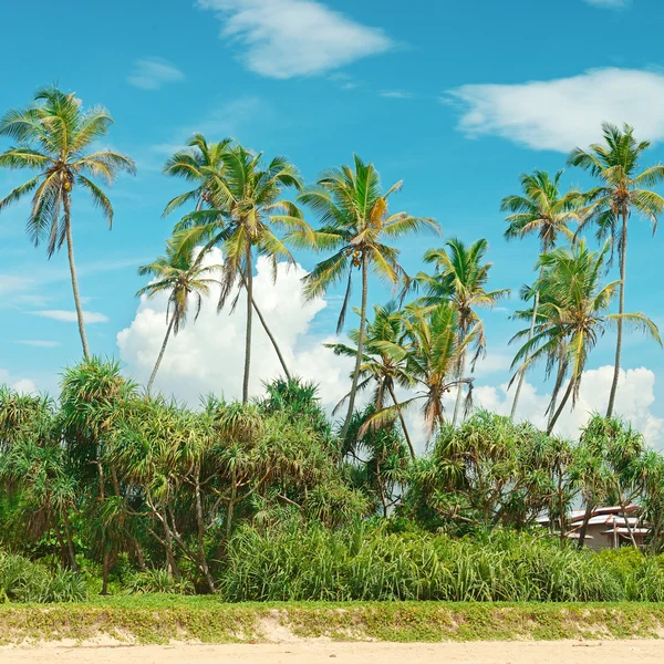 Coconut palms on the sandy shore — Stock Photo, Image