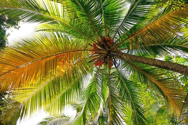 Kokosnussbaum Hintergrund — Stockfoto