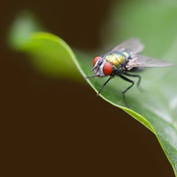 Large fly on a green leaf — ストック写真