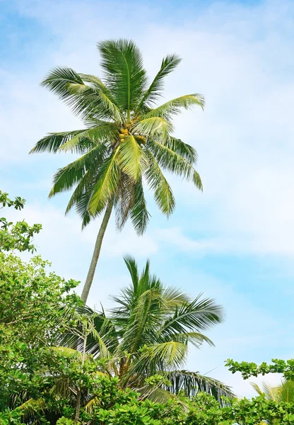 Hohe Palme vor blauem Himmel — Stockfoto