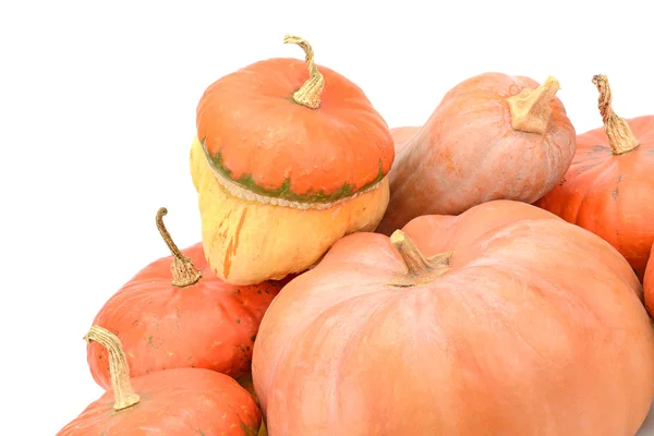 Collection pumpkin — Stock Photo, Image