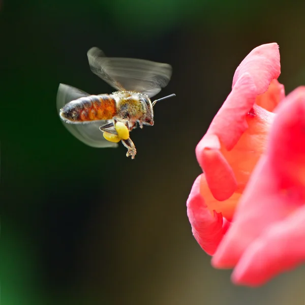 Abeja — Foto de Stock