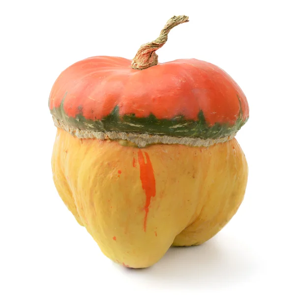 Collection pumpkin — Stock Photo, Image