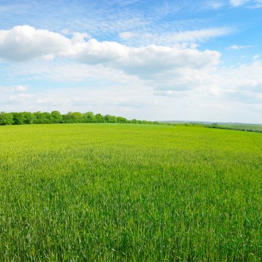 Bahar çayırı ve mavi gökyüzü    