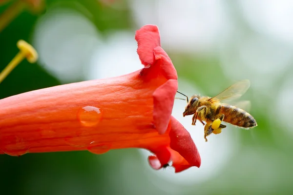 Abeja —  Fotos de Stock