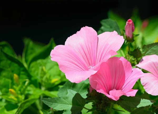Bellissimo fiore rosa — Foto Stock