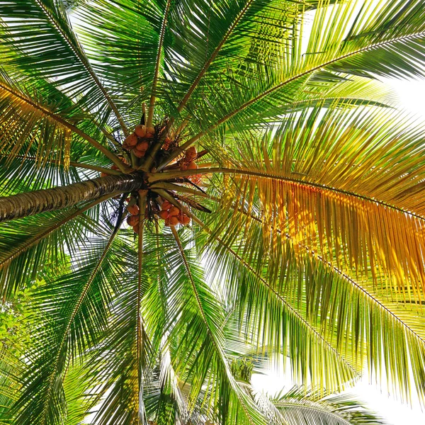 Coconut tree background — Stock Photo, Image