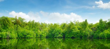 mangrov ve mavi gökyüzü