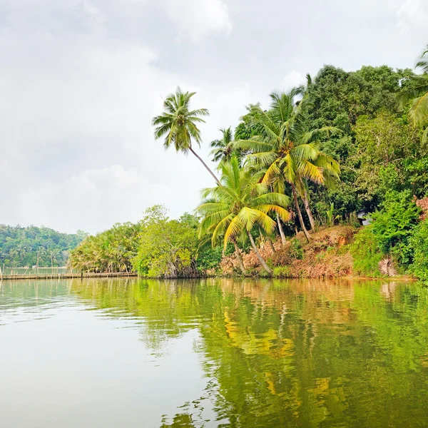 Tropische jungle op het meer — Stockfoto