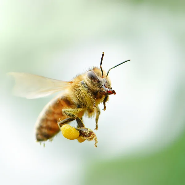 Flying honey bee — Stock Photo, Image