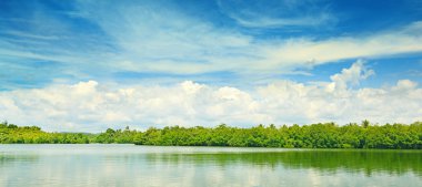 Ekvator mangroves